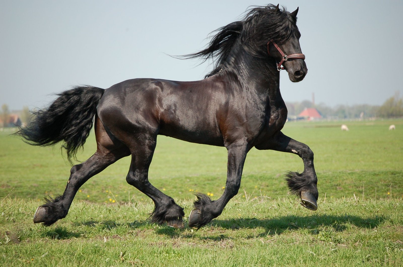 The Best Supplements and Diet for Friesian Horses