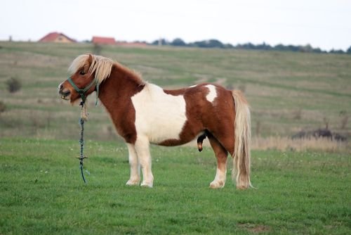 The History and Origins of Popular Pony Breeds