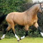 Warmblood Horses: A Look at Their Bloodlines