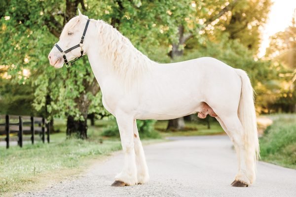 Why Cream Draft Horses Are Great for Beginner Equestrians