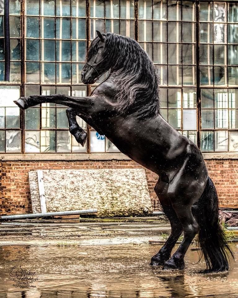 An Introduction to Friesian Horses: Beauty, Strength, and Grace