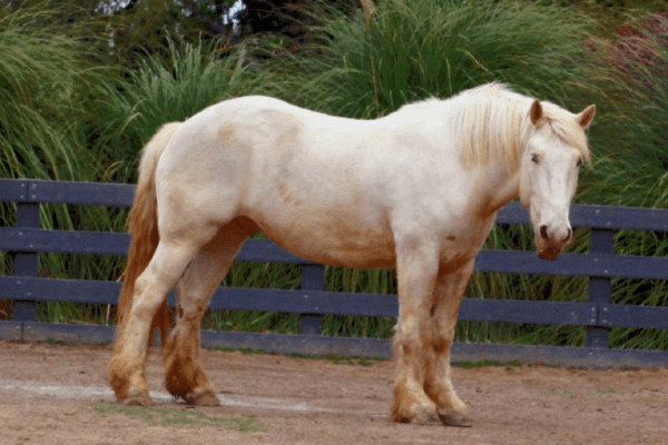 The History and Origins of Cream Draft Horses