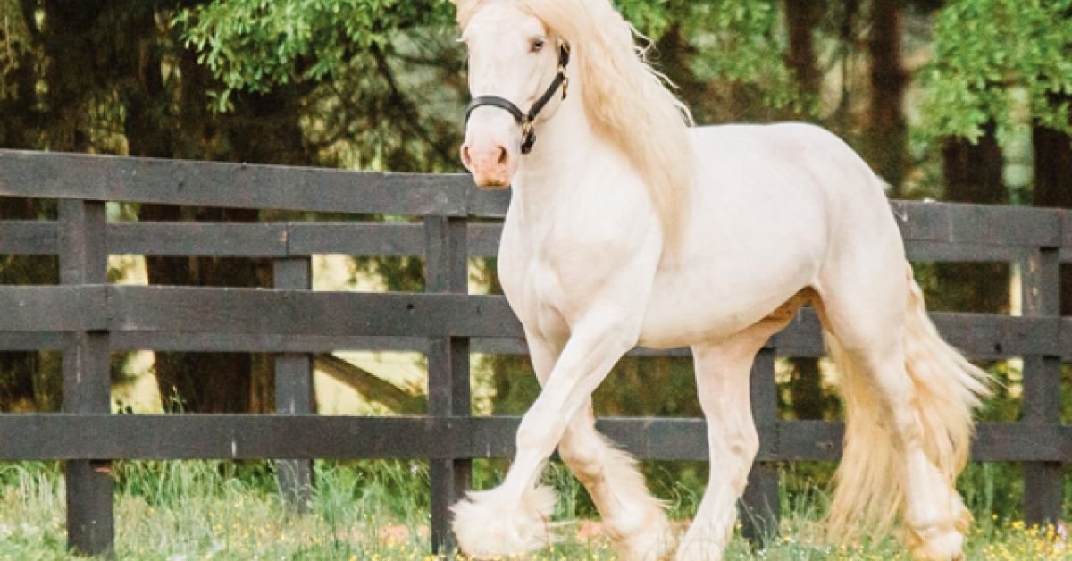 The Temperament of Cream Draft Horses: What You Need to Know