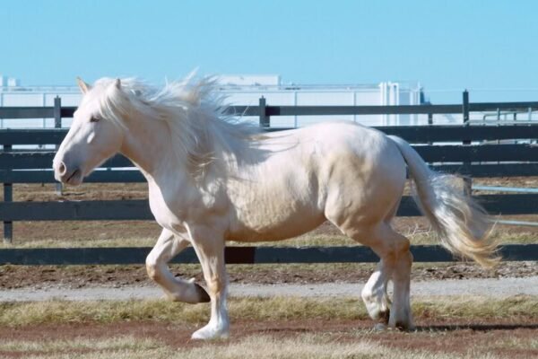 The Temperament of Cream Draft Horses: What You Need to Know