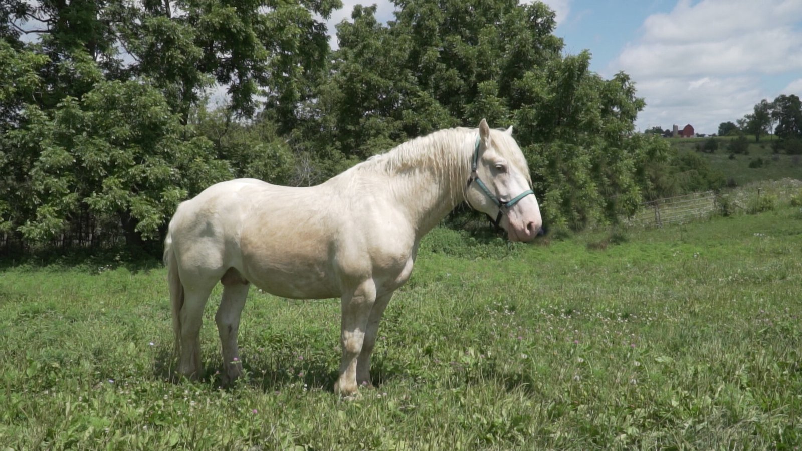 How to Maintain the Health of Your Cream Draft Horse