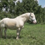 What Are Cream Draft Horses and What Makes Them Unique?