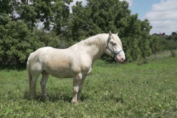 What Are Cream Draft Horses and What Makes Them Unique?