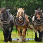 Are Cream Draft Horses Suitable for Beginners?