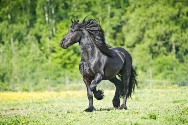 Are Friesians Suitable for Recreational Riding?