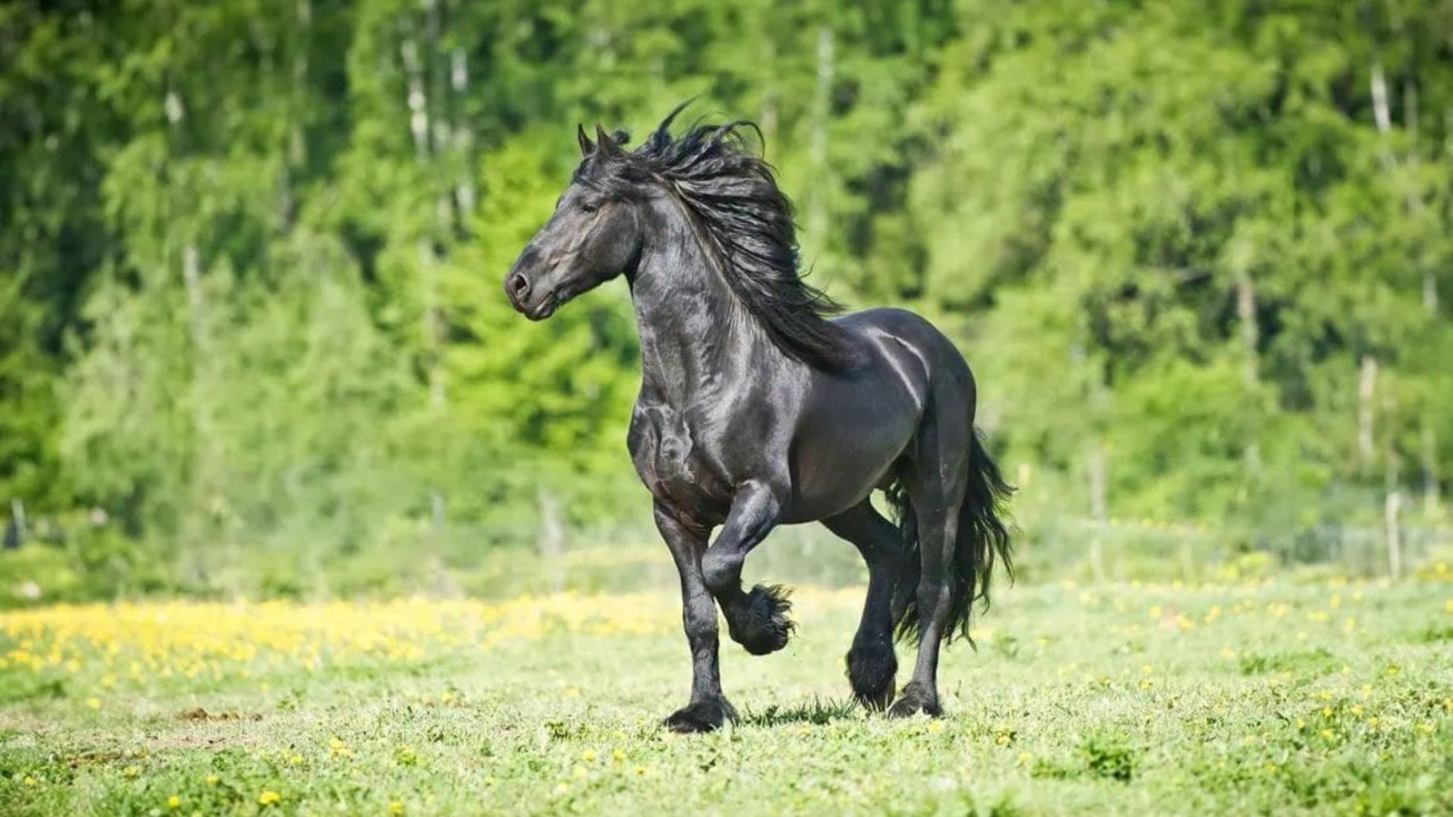 Are Friesians Suitable for Recreational Riding?