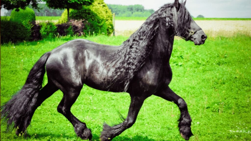 Are Friesians Suitable for Recreational Riding?