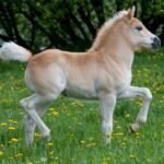 Caring for Your Pony: Grooming and Feeding Tips