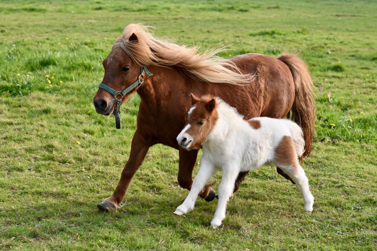 Caring for Your Pony: Grooming and Feeding Tips