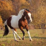 Caring for the Coat and Skin of Paint Horses