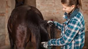 Caring for the Luxurious Coat of a Friesian Horse