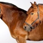 Choosing the Right Equipment for Cream Draft Horses