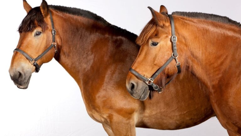 Choosing the Right Equipment for Cream Draft Horses