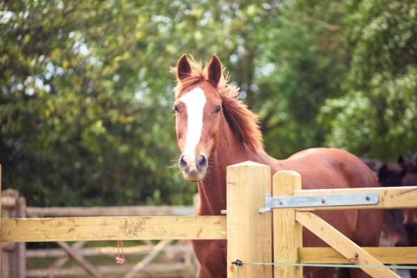 Common Challenges in Caring for Warmbloods