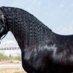 Common Health Concerns in Friesian Horses