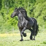 Common Health Issues in Friesian Horses