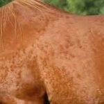 Common Health Issues in Ponies