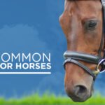 Common Health Issues in Ponies and How to Prevent Them