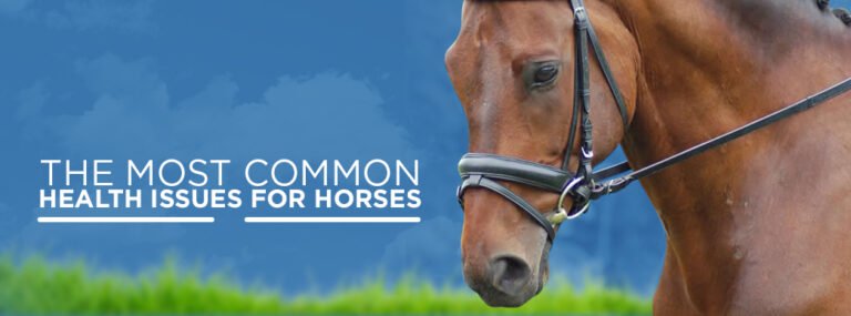 Common Health Issues in Ponies and How to Prevent Them