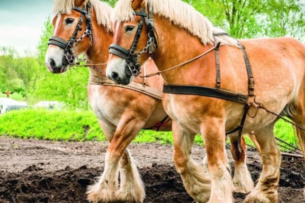 Common Myths About Cream Draft Horses