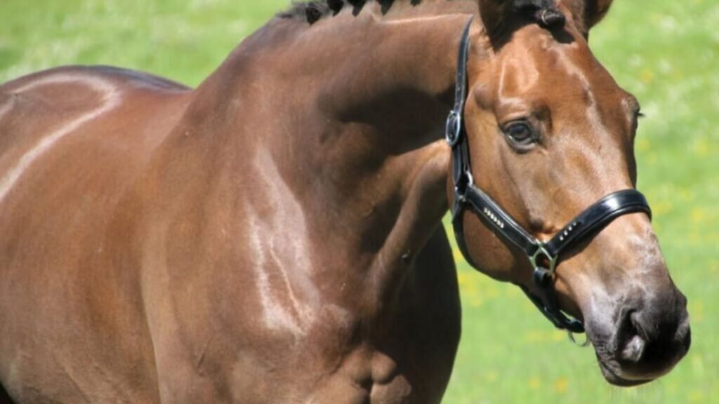 Common Warmblood Breeds and Their Unique Traits