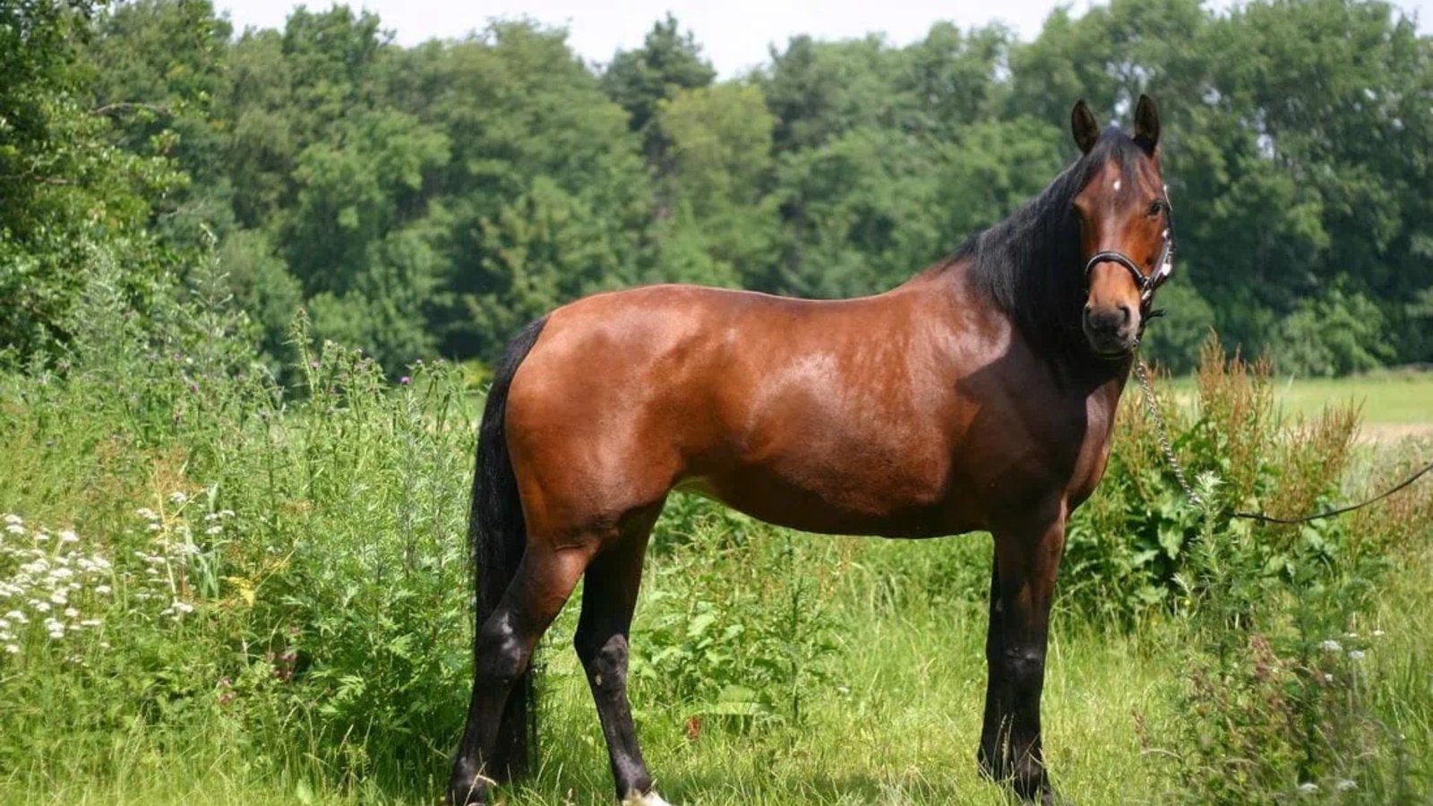 Common Warmblood Breeds and Their Unique Traits