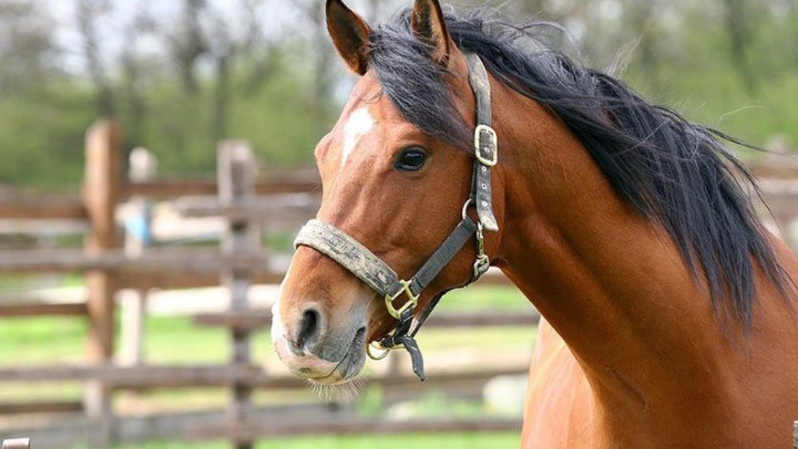 Common Warmblood Breeds and Their Unique Traits