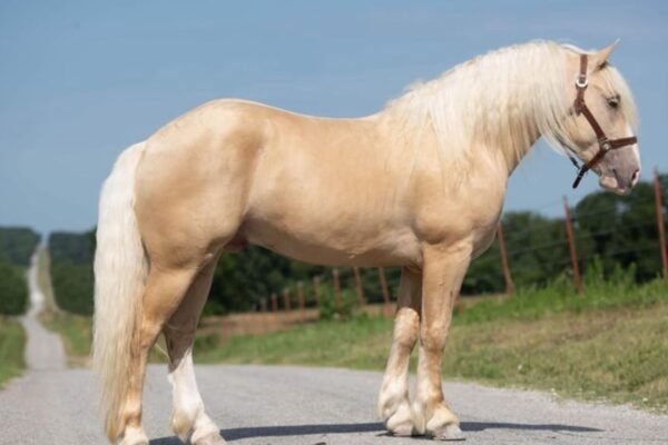 Cream Draft Horses in Equestrian Events