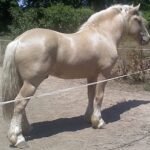 Cream Draft Horses in History