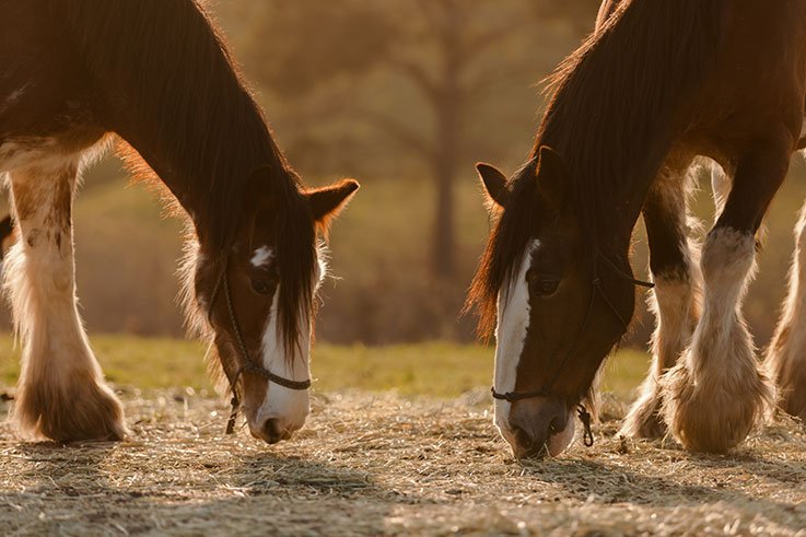 Diet Requirements for Large Draft Breeds