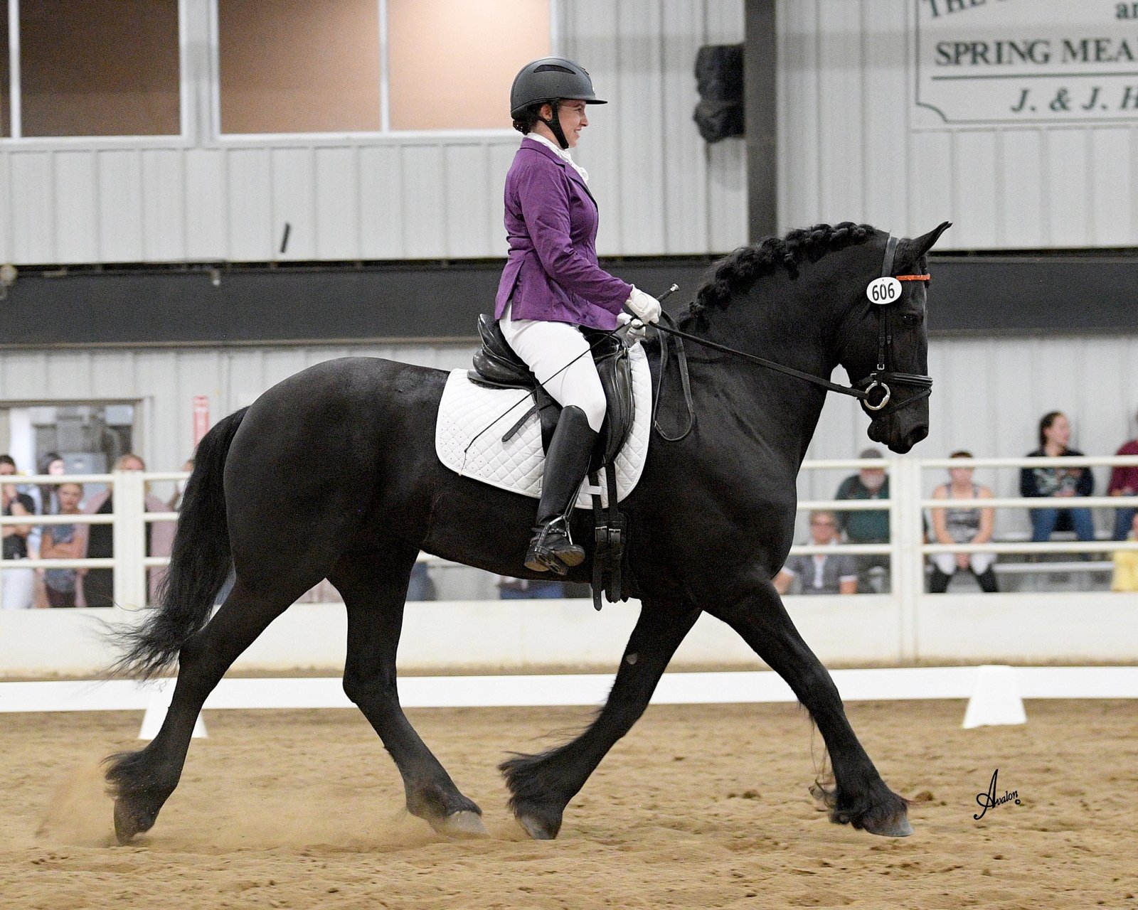 Why Friesian Horses Are Perfect for Show Competitions