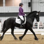 Why Friesian Horses Are Perfect for Show Competitions