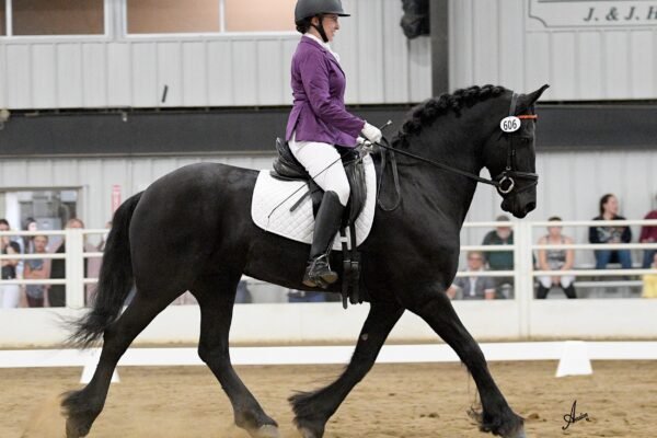 Why Friesian Horses Are Perfect for Show Competitions