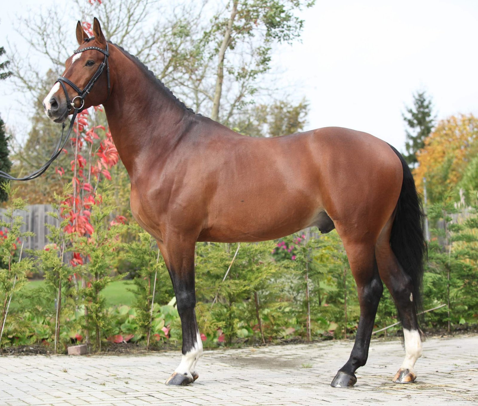 Understanding the Temperament of Warmblood Horses