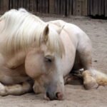 Famous Cream Draft Horses in History