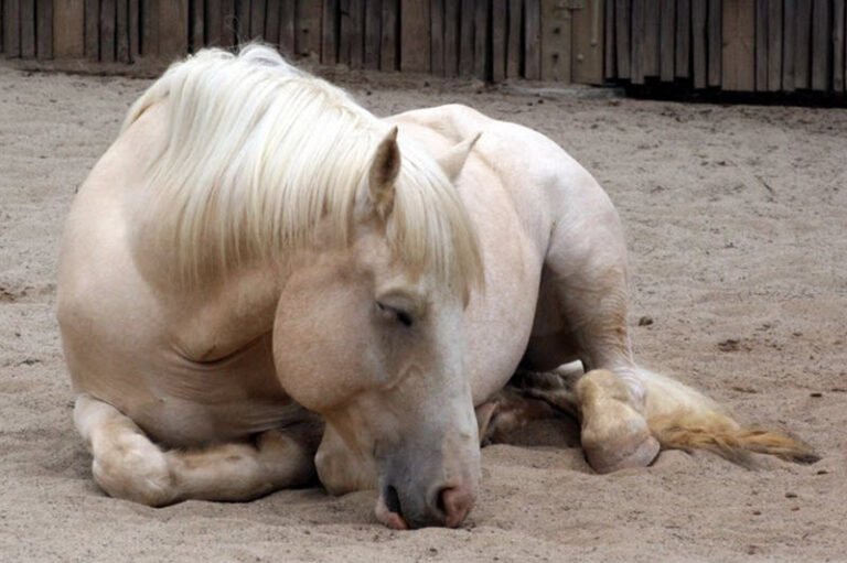 Famous Cream Draft Horses in History