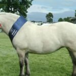 Famous Ponies in History and Pop Culture