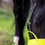 Feeding Friesians: Nutritional Needs and Tips