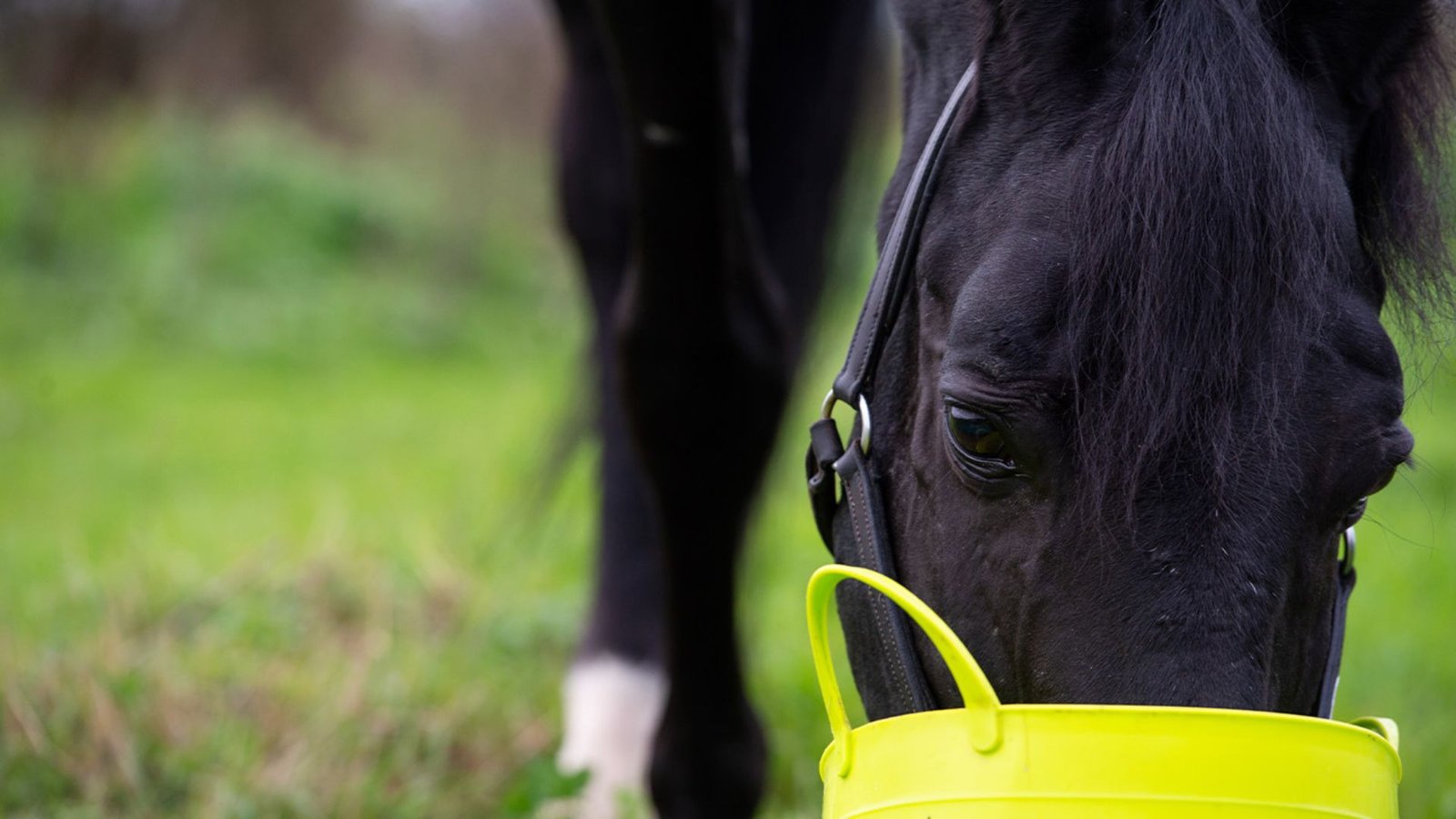 Feeding Friesians: Nutritional Needs and Tips