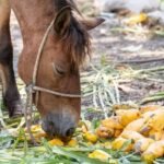 Feeding Tips for Paint Horses