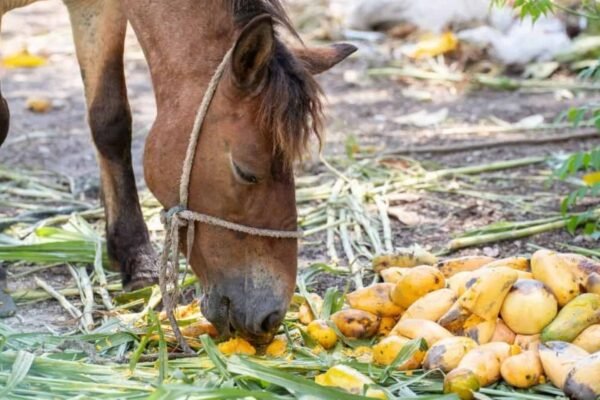 Feeding Tips for Paint Horses