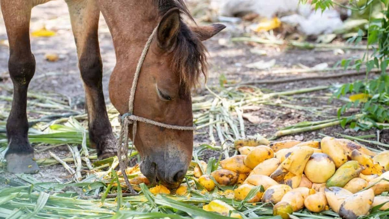 Feeding Tips for Paint Horses