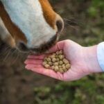 Feeding Tips for Warmblood Horses (1)