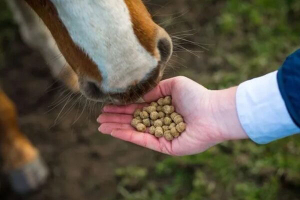 Feeding Tips for Warmblood Horses (1)