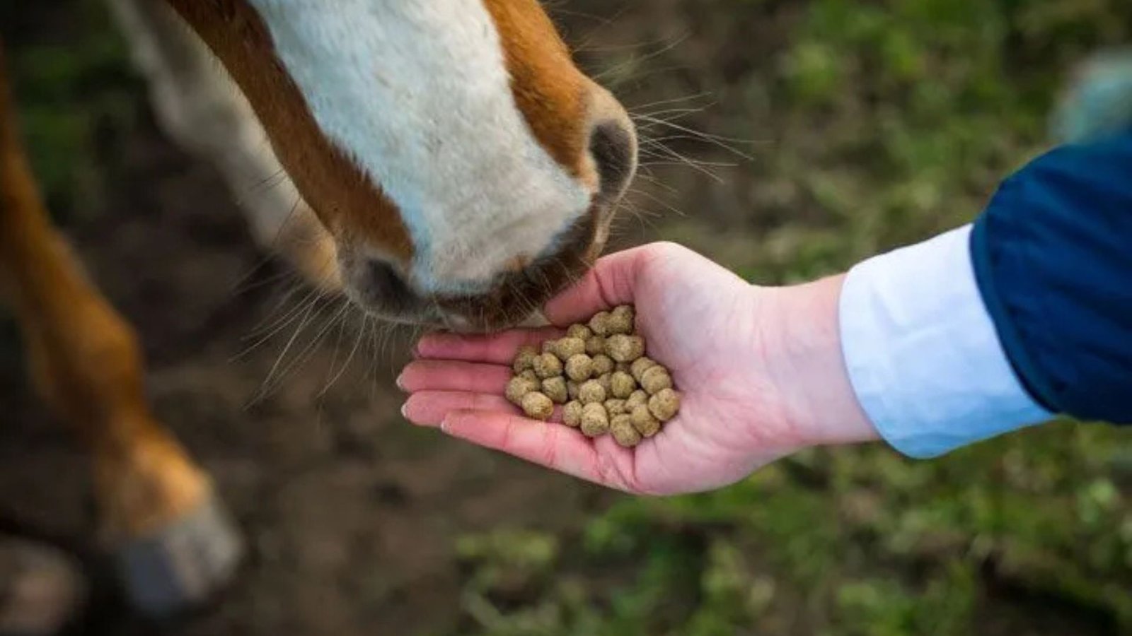 Feeding Tips for Warmblood Horses (1)