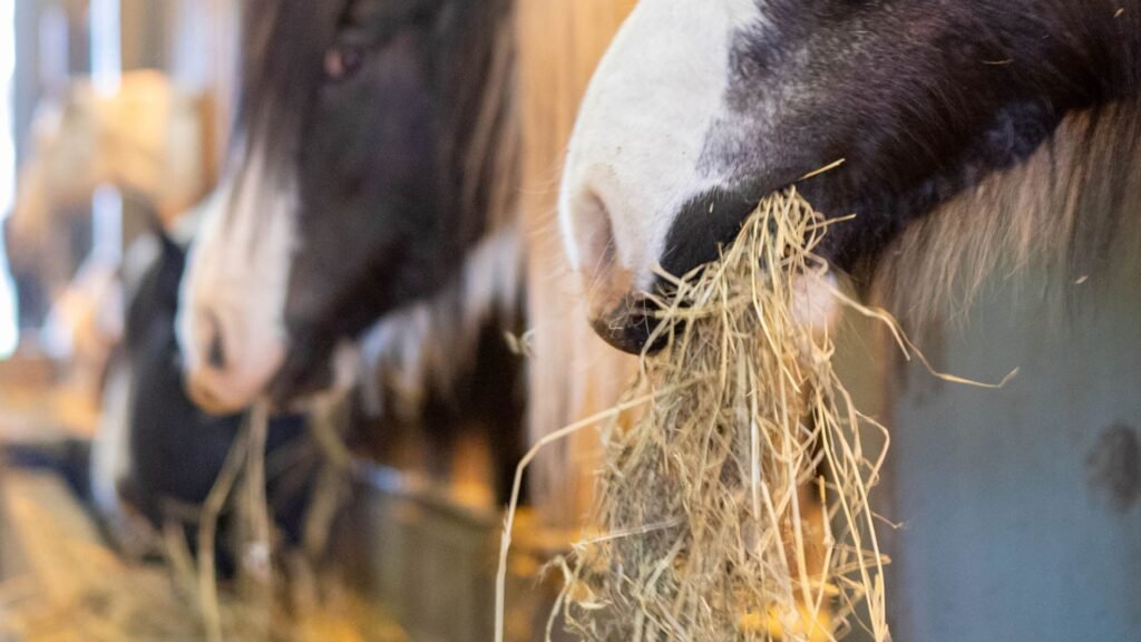 Feeding Tips for Warmblood Horses